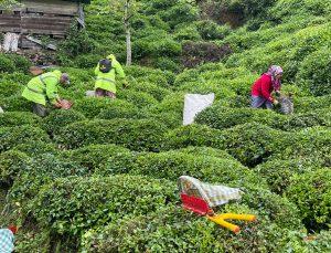 2024 yılı yaş çay alım fiyatı belli oldu