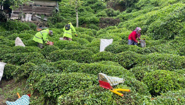 2024 yılı yaş çay alım fiyatı belli oldu