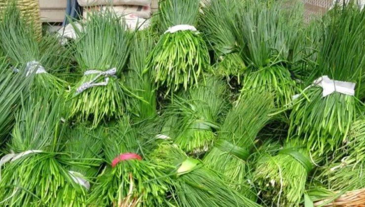 Sirik otu nedir ve ne işe yarar?