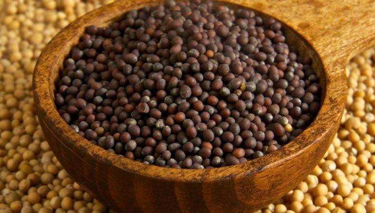 İştahsızlığa çözüm: Siyah hardal tohumu