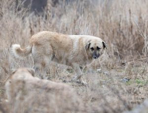 Ankara Valiliğinden “şehre hastalıklı köpekler getirildiği” iddiasına ilişkin açıklama