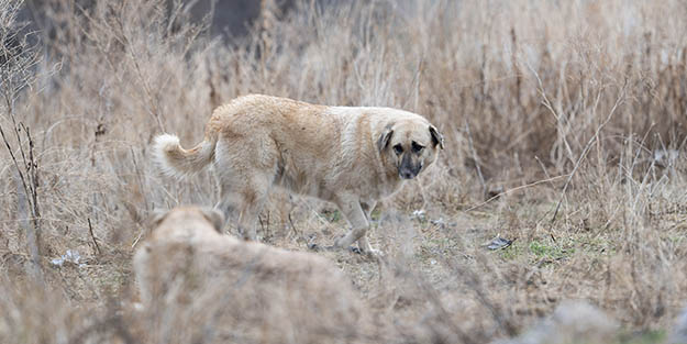 Ankara Valiliğinden “şehre hastalıklı köpekler getirildiği” iddiasına ilişkin açıklama