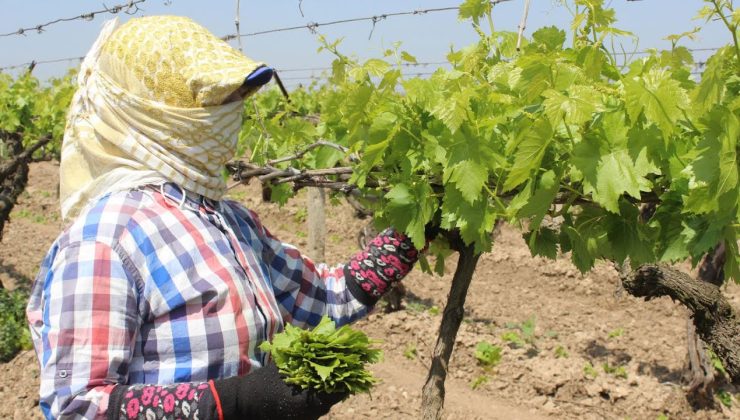 Manisa’da Bağ Yaprağı Hasadı Başladı: Fiyatı Yarı Yarıya Düştü!