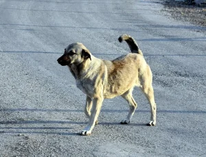 Başıboş köpek düzenlemesi bugün komisyonda görüşülecek