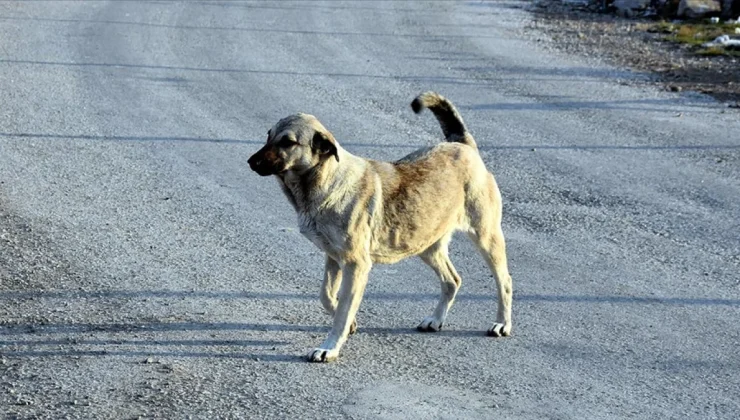 Başıboş köpek düzenlemesi bugün komisyonda görüşülecek