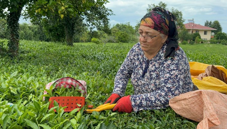 ÇAYKUR 3 Gün İçerisinde Kontenjanı 50 kg’dan 30 kg’a indirdi