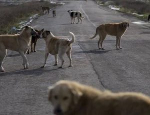 Bitlis Valiliğinden 150 köpeğin zehirlenerek öldürüldüğüne yönelik açıklama