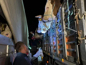 İstanbul’a kurbanlık hayvan girişleri başladı