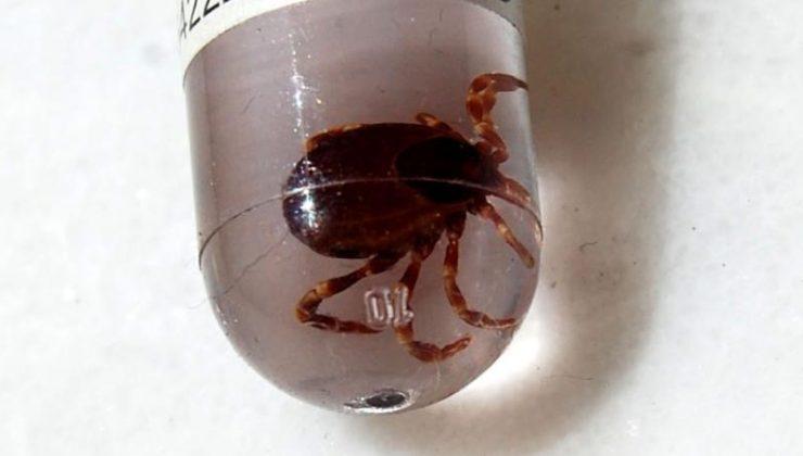 Sağlık Bakanlığı’ndan, ‘Kırım Kongo Kanamalı Ateşi’ uyarısı