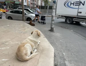 İstanbul Valiliği’nden sokak köpeği açıklaması: İvedilikle toplanmalı