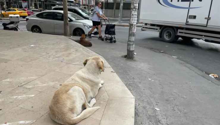 İstanbul Valiliği’nden sokak köpeği açıklaması: İvedilikle toplanmalı