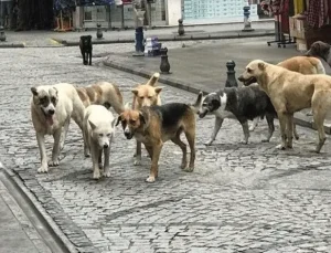 İstanbul’da başıboş sokak köpeklerine ilişkin yeni karar