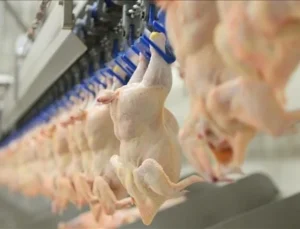 Bayram öncesi tavuk fiyatları yükseldi: 48 saatte yüzde 25 zam