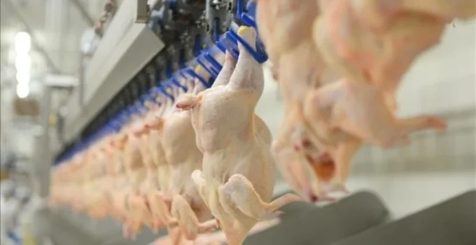 Bayram öncesi tavuk fiyatları yükseldi: 48 saatte yüzde 25 zam